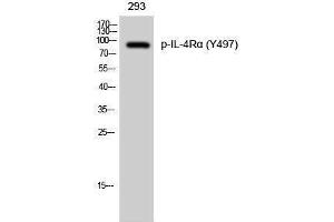 Western Blotting (WB) image for anti-Interleukin 4 Receptor (IL4R) (pTyr497) antibody (ABIN3173183) (IL4 Receptor Antikörper  (pTyr497))