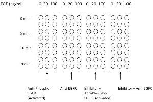 Example of how to seed cells for cell-based assay (EGFR ELISA Kit)