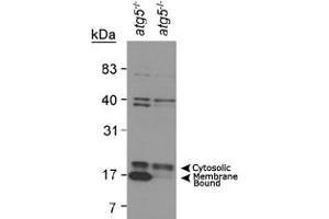 Western blot analysis of MAP1LC3A in mouse ES cell lysates using MAP1LC3A polyclonal antibody . (MAP1LC3A Antikörper  (AA 1-100))