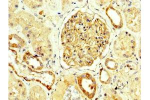 IHC image of ABIN7161148 diluted at 1:250 and staining in paraffin-embedded human kidney tissue performed on a Leica BondTM system. (Nephrin Antikörper  (AA 23-257))