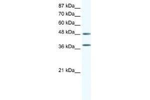 WB Suggested Anti-MAPK14 Antibody   Titration: 0. (MAPK14 Antikörper  (C-Term))