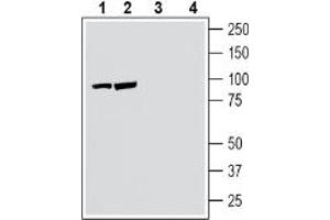 Western blot analysis of human SH-SY5Y neuroblastoma cell line lysate (lanes 1 and 3) and human Jurkat T-cell leukemia cell line lysate (lanes 2 and 4):1-2.