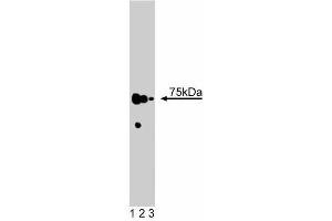 Western blot analysis of Hsp75 on HeLa lysate.