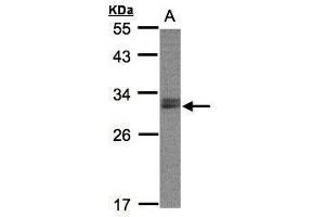 WB Image Sample(30 ug whole cell lysate) A:Raji , 12% SDS PAGE antibody diluted at 1:2000 (NSMCE1 Antikörper  (Center))