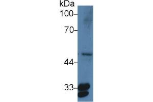 Western Blot; Sample: Human HepG2 cell lysate; ;Primary Ab: 3µg/ml Rabbit Anti-Human PTGES2 Antibody;Second Ab: 0. (PTGES2 Antikörper  (AA 145-357))