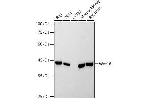 Western Blotting (WB) image for anti-Wingless-Type MMTV Integration Site Family, Member 16 (WNT16) antibody (ABIN7271376)