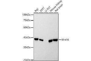 Western blot analysis of extracts of various cell lines, using Wnt16 antibody (ABIN7271376) at 1:500 dilution. (WNT16 Antikörper)
