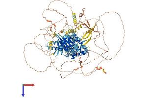 FNIP2 Protein (AA 1-1108) (His tag)