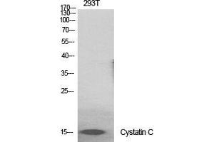 Western Blot (WB) analysis of specific cells using Cystatin C Polyclonal Antibody.