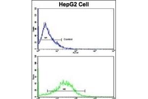 Flow cytometric analysis of HepG2 cells using CD49e Antibody (C-term)(bottom histogram) compared to a negative control cell (top histogram).