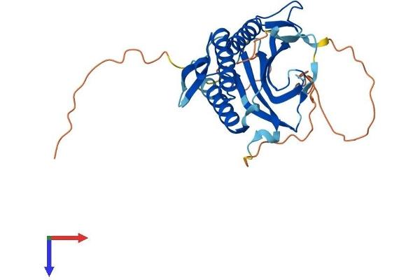 HORMAD2 Protein (AA 1-306) (His tag)