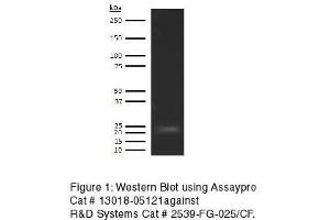 Western Blotting (WB) image for anti-Fibroblast Growth Factor 21 (FGF21) antibody (Biotin) (ABIN613105)