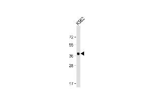 Anti-YOD1 Antibody (C-term) at 1:2000 dilution + K562 whole cell lysate Lysates/proteins at 20 μg per lane. (YOD1 Antikörper  (C-Term))
