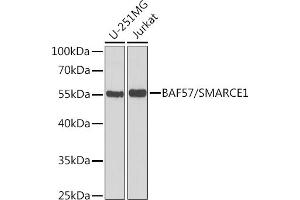 Western blot analysis of extracts of various cell lines, using B/B/SM antibody  at 1:1000 dilution. (SMARCE1 Antikörper  (AA 1-411))