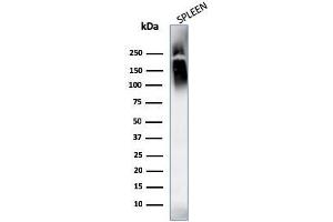 Western Blot Analysis of human spleen tissue lysates using CD45 Monoclonal Antibody (SPM569+SPM570). (CD45 Antikörper)