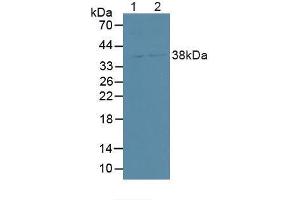 Figure. (SDCBP2 Antikörper  (AA 1-292))