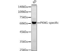 Western blot analysis of extracts of RD cells, using PKM1-specific antibody (ABIN7269382) at 1:1000 dilution. (PKM1 Antikörper)