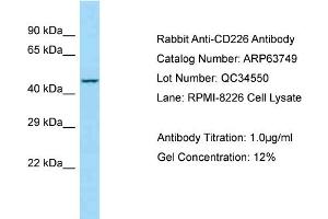 Western Blotting (WB) image for anti-CD226 (CD226) (C-Term) antibody (ABIN970330) (CD226 Antikörper  (C-Term))