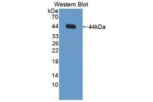 Western blot analysis of the recombinant protein. (Inhibin alpha Antikörper  (AA 25-363))