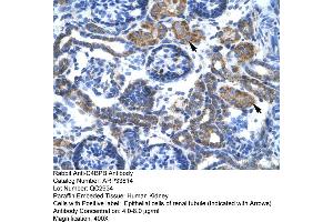 Human kidney (C4BPB Antikörper  (N-Term))
