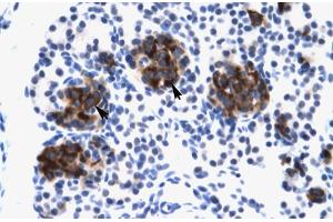 Human Pancreas; ZNF21 antibody - middle region in Human Pancreas cells using Immunohistochemistry