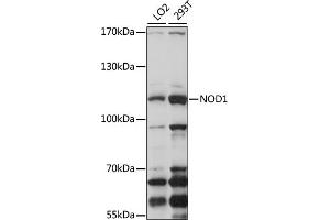 Western blot analysis of extracts of various cell lines, using NOD1 antibody (ABIN3021837, ABIN3021838, ABIN3021839 and ABIN6216095) at 1:1000 dilution. (NOD1 Antikörper  (AA 1-270))