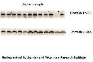 Western Blot (WB) analysis: Please contact us for more details. (DNMT3B Antikörper  (N-Term))