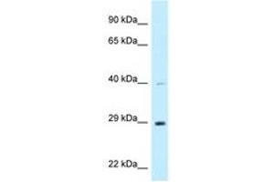 Image no. 1 for anti-DnaJ (Hsp40) Homolog, Subfamily C, Member 9 (DNAJC9) (AA 182-231) antibody (ABIN6747791) (DNAJC9 Antikörper  (AA 182-231))
