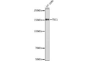 Western blot analysis of extracts of HT-1080 cells, using TSC1 Rabbit mAb (ABIN1678705, ABIN7101763, ABIN7101764 and ABIN7101765) at 1:1000 dilution. (TSC1 Antikörper)