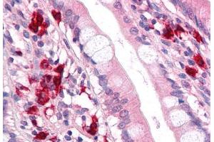 Anti-TFF2 antibody  ABIN1049400 IHC staining of human small intestine. (Trefoil Factor 2 Antikörper  (Internal Region))