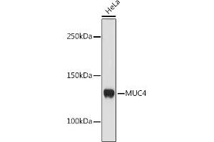 Western blot analysis of extracts of HeLa cells, using MUC4 antibody (ABIN7268692) at 1:1000 dilution. (MUC4 Antikörper)