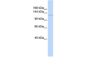 Western Blotting (WB) image for anti-TAF2 RNA Polymerase II, TATA Box Binding Protein (TBP)-Associated Factor, 150kDa (TAF2) (Middle Region) antibody (ABIN2777909)
