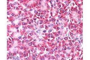 CCDC50 polyclonal antibody (Cat # PAB6706, 5 ug/mL) staining of paraffin embedded human pancreas. (CCDC50 Antikörper)