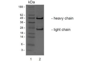 SDS-PAGE analysis of purified BCI-3E7 monoclonal antibody. (c-MET Antikörper)