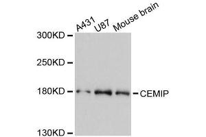 Western blot analysis of extracts of various cell lines, using CEMIP antibody (ABIN5996397) at 1:3000 dilution. (CEMIP Antikörper)