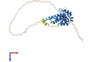 MAGEA6 Protein (AA 1-314) (His tag)