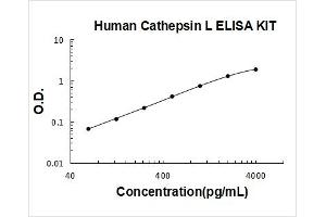 Cathepsin L1 (CTSL1) ELISA Kit