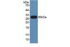 Western Blotting (WB) image for Interleukin 35 (IL35) ELISA Kit (ABIN6574300)