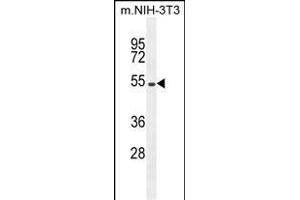 EIF2B4 Antibody (Center ) (ABIN655170 and ABIN2844788) western blot analysis in mouse NIH-3T3 cell line lysates (35 μg/lane). (EIF2B4 Antikörper  (AA 146-175))