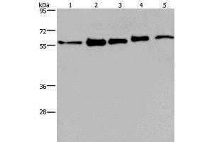 Western Blot analysis of MCF-7, 293T, A549, Hela and HepG2 cell using HNRNP L Polyclonal Antibody at dilution of 1:450 (HNRNPL Antikörper)