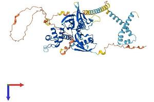 FRMD3 Protein (AA 1-595) (His tag)