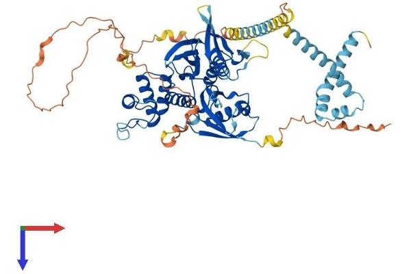 FRMD3 Protein (AA 1-595) (His tag)