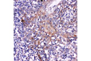 Anti- CD244 antibody, IHC(P) IHC(P): Human Tonsil Tissue (2B4 Antikörper  (C-Term))