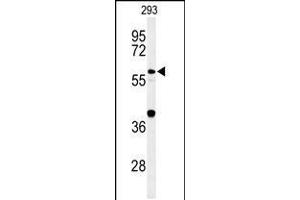 Western blot analysis of CDC45L Antibody in 293 cell line lysates (35ug/lane) (CDC45 Antikörper  (AA 236-263))