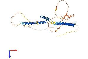 HEY2 Protein (AA 1-339) (His tag)