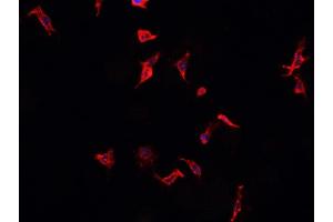 ABIN6268883 staining Raji? (CD40 Antikörper  (C-Term))