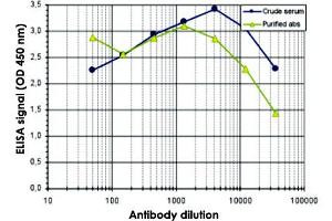 To determine the titer of the antibody, an ELISA was performed using a serial dilution of MECP2 polyclonal antibody  and the crude serum. (MECP2 Antikörper  (C-Term))