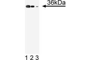 Western Blotting (WB) image for anti-Annexin A2 (ANXA2) (AA 123-328) antibody (ABIN967722) (Annexin A2 Antikörper  (AA 123-328))