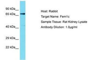 Image no. 1 for anti-Fem-1 Homolog C (FEM1C) (C-Term) antibody (ABIN6750382) (FEM1C Antikörper  (C-Term))