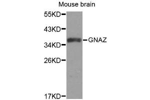 Western blot analysis of extracts of mouse brain, using GNAZ antibody (ABIN1872846). (GNaZ Antikörper)